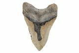 Bargain, 5.11" Fossil Megalodon Tooth - North Carolina - #201920-2